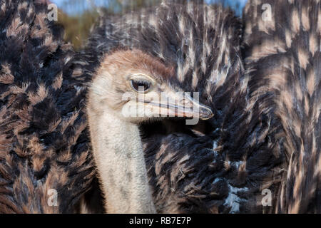 Südafrikanischer Strauß, Struthio camelus Australis, Spitzkoppe, Namibia Stockfoto