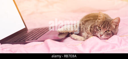 Schönen grauen Tabby Katze liegt mit einem Laptop. Funny pet. Rosa Hintergrund. Selektive konzentrieren. Stockfoto