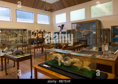 Libby Museum Wolfeboro New Hamphire Stockfoto