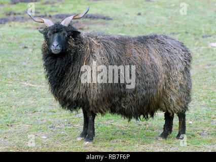 racka, Racka Schafe, Zackelschaf, magyar Racka juh, Ovis aries strepsiceros hungaricus, Hortobágy, Ungarn, Magyarorszag Stockfoto