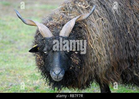 racka, Racka Schafe, Zackelschaf, magyar Racka juh, Ovis aries strepsiceros hungaricus, Hortobágy, Ungarn, Magyarorszag Stockfoto