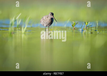 Gefleckte Rotschenkel (Tringa erythropus) Nahrungssuche im flachen Wasser. Lubana Wetland Complex. Lettland. Stockfoto