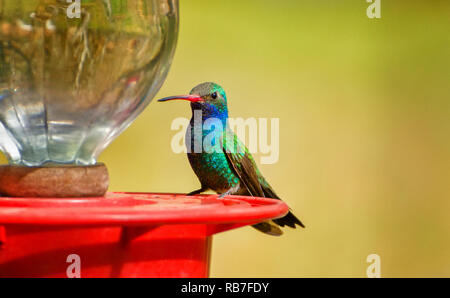 Breite-billed Hummingbird an einem Abzweig auf gelbem Hintergrund Stockfoto