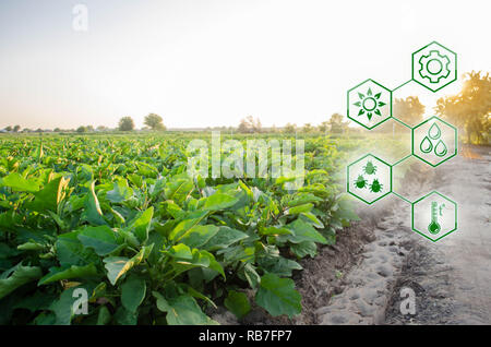 Auberginen in das Feld ein. Wissenschaftliche Arbeiten und die Entwicklung von neuen Methoden und der Auswahl der Sorten. Hohe Technologien und Innovationen in der Agroindustrie. Stockfoto