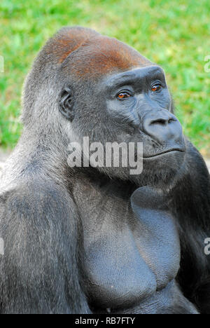 Western Gorilla, Westlicher Gorilla, Gorilla Gorilla, nyugati Gorilla Stockfoto