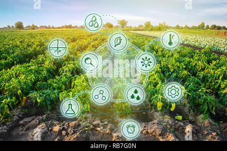 Pfeffer in das Feld ein. Wissenschaftliche Arbeiten und die Entwicklung von neuen Methoden und der Auswahl der Sorten. Hohe Technologien und Innovationen in der Agroindustrie. In Stockfoto