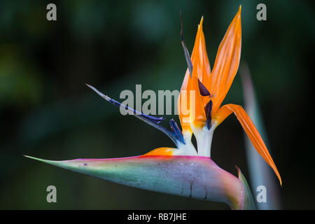 Strelitzia oder Bird Of Paradise oder Kran Blume Nahaufnahme im Kirstenbosch Botanischen Garten in Kapstadt, Südafrika Stockfoto