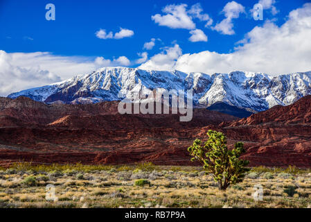 Joshua Bäume und Berge im Hintergrund. Stockfoto