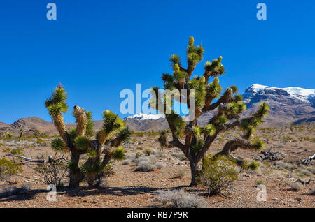 Joshua Bäume und Berge im Hintergrund. Stockfoto