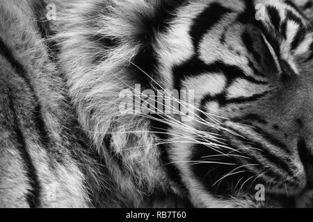 Schlafende tiger hautnah in Schwarz und Weiß Stockfoto