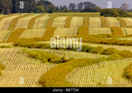 Ernte Raps Swath Saskatchewan Feld kombinieren bereit Stockfoto