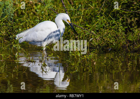 Snowy Egret (Egretta thula) Nahrungssuche entlang eines Baches. Stockfoto