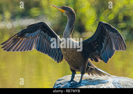 Doppel crested Kormoran trocknet Flügel Stockfoto