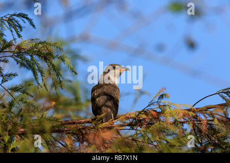 Yellow-billed Kuckuck (Coccyzus americanus) Stockfoto