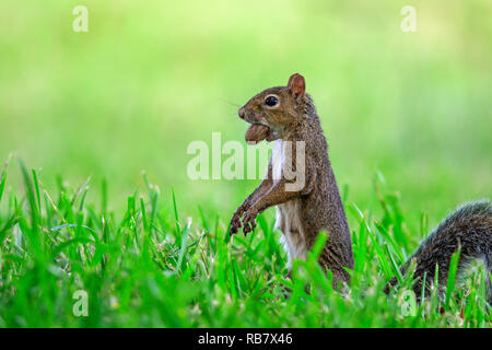 Östlichen Grauhörnchen (Sciurus carolinensis) mit Mutter als Nahrung, auf grünem Gras. Stockfoto