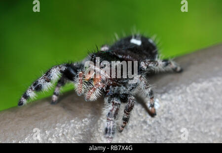 Bold Jumper (Phidippus Audax) Stockfoto