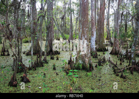 Bäume und Vegetation im Bayou Sauvage National Wildlife Refuge in der Nähe von New Orleans, Louisiana, Stockfoto