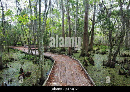 Promenade in der Bayou Sauvage National Wildlife Refuge in der Nähe von New Orleans, Louisiana Stockfoto