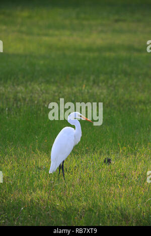 Silberreiher (Ardea alba) auf Nahrungssuche im Gras. Stockfoto