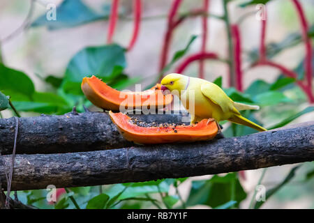 Gelbe Indian Ringneck Parrot feed auf frischer Papaya auf eine Fütterung Barsch in einem Zoo Stockfoto