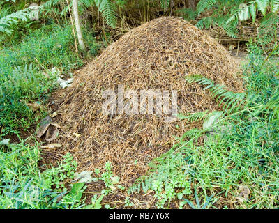 Wood's Ant's Nest Stockfoto