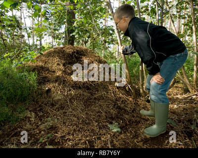 Holzameisen Nest Stockfoto