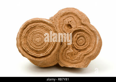 Fossilen Sand Stromolite Stockfoto