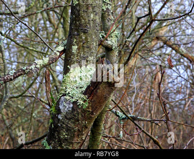 Ein Beispiel für eine häufige Greenshield Flechten, Flavoparmelia caperata, auf Baumrinde in der Norfolk Broads an Neatishead, Norfolk, England, UK, Europa. Stockfoto