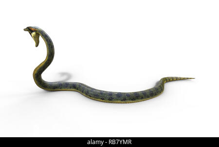 3D-Illustration Anaconda, Boa Constrictor Die weltweit größte Giftschlange isoliert auf weißem Hintergrund, 3D-Rendering Stockfoto