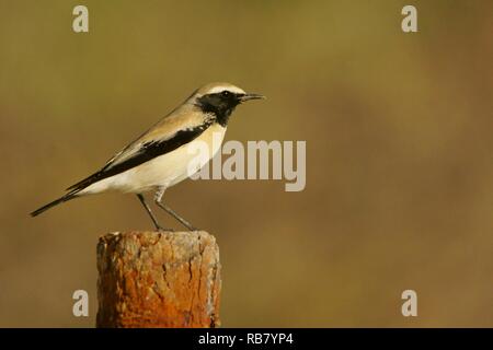 Wüste Steinschmätzer / Oenanthe deserti Stockfoto