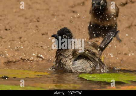 Ein wunderschöner Vogel in der Badewanne. Weiß-spectacled Bulbul/Pycnonotus xanthopygos Stockfoto