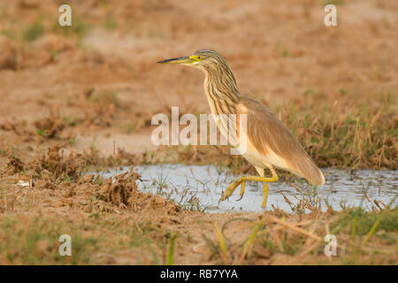 Squacco Heron/Ardeola ralloides Stockfoto