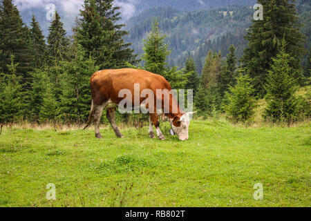 Kuh grasen in einer Sommer Bergwiese in den Karpaten, Rumänien Stockfoto