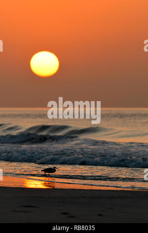 Silhouette der Vogel auf dem Hintergrund der Sonne. Western Reef-Egret/Egretta gularis Stockfoto