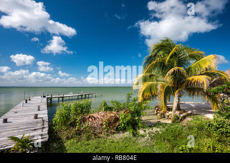 Boardwalk, Palm Tree in Corozal Bay Küste, Karibik Küste, Cerros Beach Resort, Cerros Halbinsel, Corozal District, BelizeBoardwalk, Palme Stockfoto