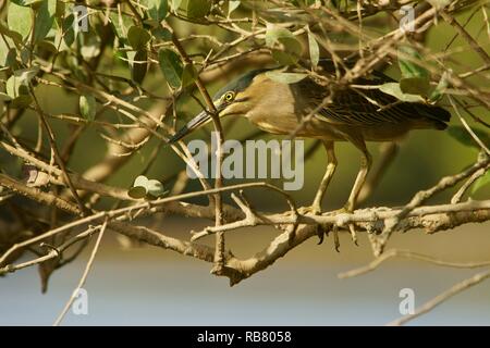 Ein Vogel in einem Mangrove Tree versteckt. Gestreift Heron/Butorides striata Stockfoto