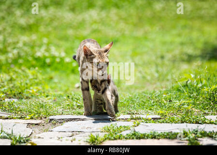 Mutter Katze gehen mit ihren Kitten zu Fuß unter Ihr Stockfoto