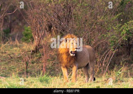 Die größte Katze in Afrika. Kenia, Masai Mara Stockfoto