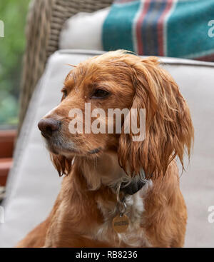 Ein inländisches Haustier, das COCKER SPANIEL ruht in einem Wintergarten im Sommer Wärme-Wave. Torf Lane, NIDDERDALE, North Yorks, Großbritannien Stockfoto