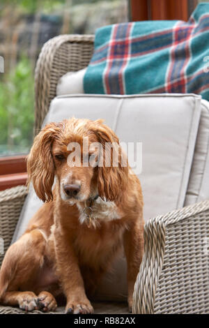 Ein inländisches Haustier, das COCKER SPANIEL ruht in einem Wintergarten im Sommer Wärme-Wave. Torf Lane, NIDDERDALE, North Yorks, Großbritannien Stockfoto