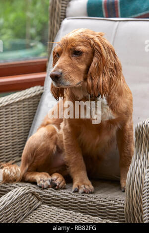 Ein inländisches Haustier, das COCKER SPANIEL ruht in einem Wintergarten im Sommer Wärme-Wave. Torf Lane, NIDDERDALE, North Yorks, Großbritannien Stockfoto