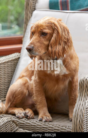 Ein inländisches Haustier, das COCKER SPANIEL ruht in einem Wintergarten im Sommer Wärme-Wave. Torf Lane, NIDDERDALE, North Yorks, Großbritannien Stockfoto