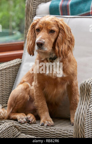 Ein inländisches Haustier, das COCKER SPANIEL ruht in einem Wintergarten im Sommer Wärme-Wave. Torf Lane, NIDDERDALE, North Yorks, Großbritannien Stockfoto