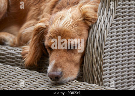 Ein inländisches Haustier, das COCKER SPANIEL ruht in einem Wintergarten im Sommer Wärme-Wave. Torf Lane, NIDDERDALE, North Yorks, Großbritannien Stockfoto