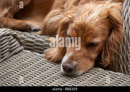 Ein inländisches Haustier, das COCKER SPANIEL ruht in einem Wintergarten im Sommer Wärme-Wave. Torf Lane, NIDDERDALE, North Yorks, Großbritannien Stockfoto