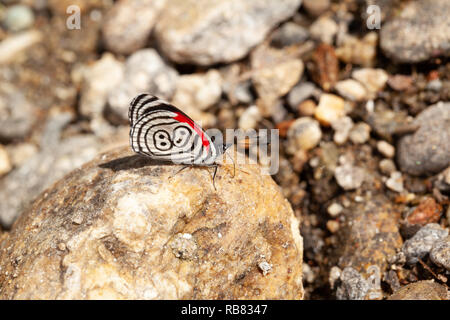 Schöner Schmetterling diaethria auch genannt 88 Stockfoto