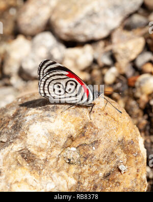 Schöner Schmetterling diaethria auch genannt 88 Stockfoto