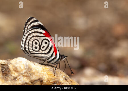 Schöner Schmetterling diaethria auch genannt 88 Stockfoto