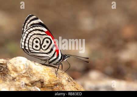 Schöner Schmetterling diaethria auch genannt 88 Stockfoto