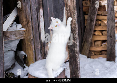 Katze schärft die Krallen im Winter Stockfoto